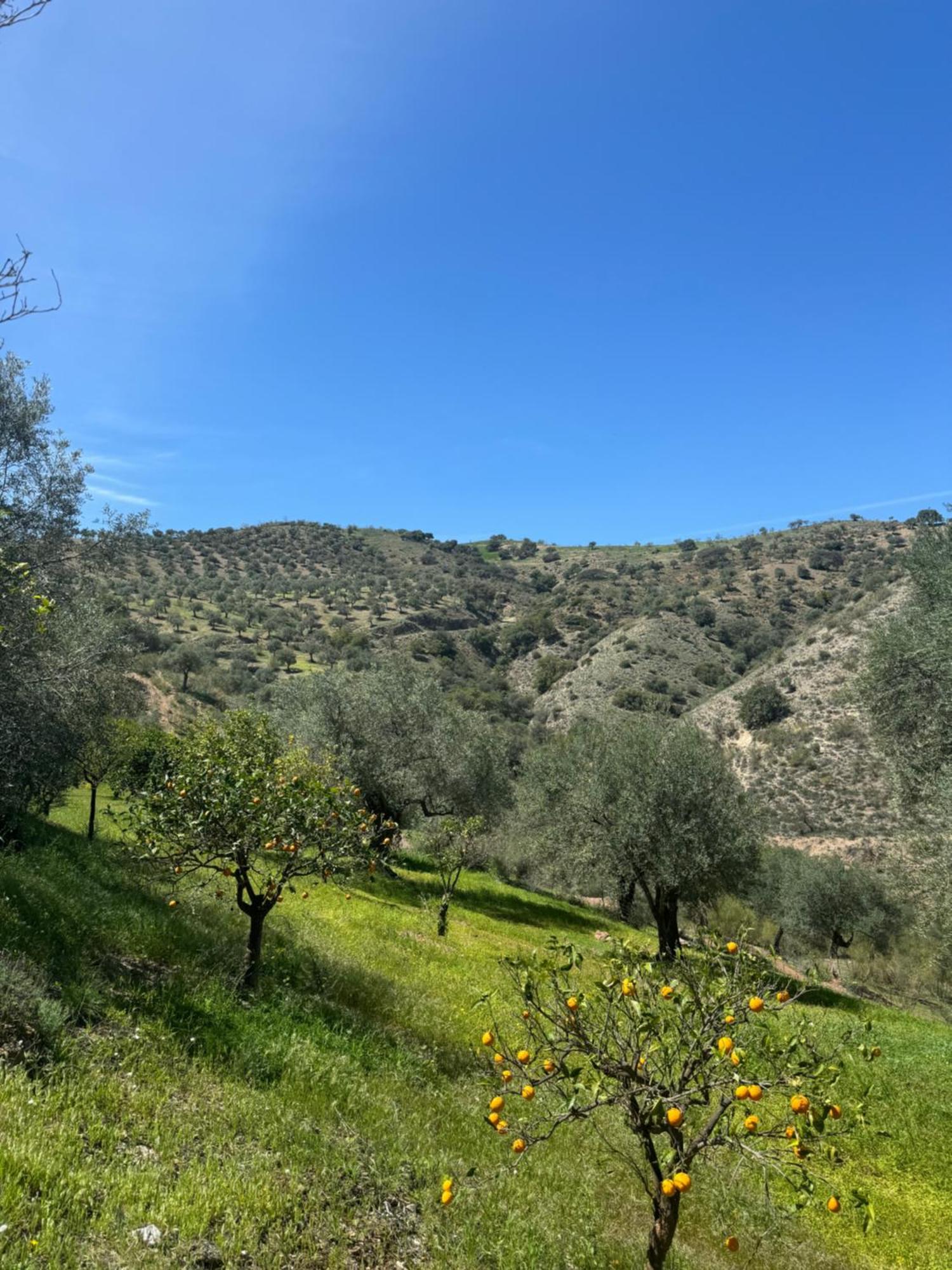 Santa Teresa Bed & Breakfast Andalusien Pizarra Exterior photo